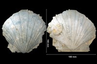 Pecten subbenedictus